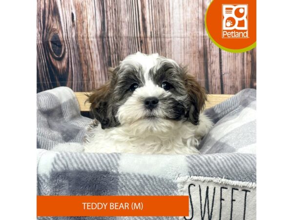 Teddy Bear Dog Male Sable / White 17778 Petland Fairfield, Ohio