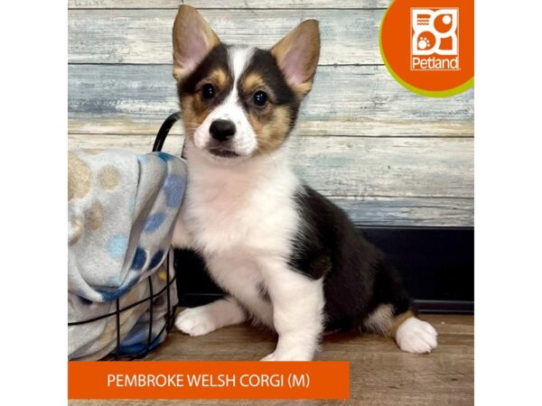 Pembroke Welsh Corgi-Dog-Male-Black White / Tan-17784-Petland Fairfield, Ohio