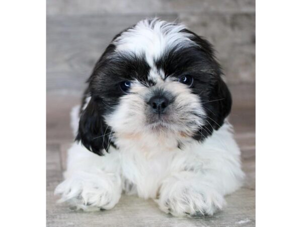 Shih Tzu Dog Male Black / White 17793 Petland Fairfield, Ohio