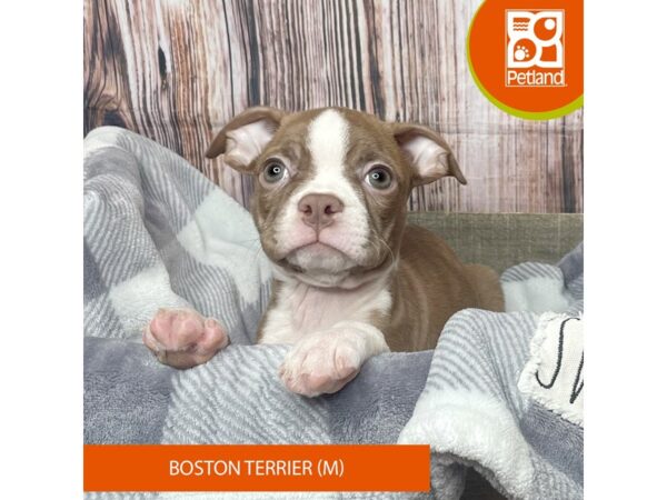 Boston Terrier Dog Male Seal / White 17794 Petland Fairfield, Ohio