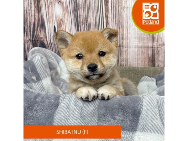 Shiba Inu Dog Female Red 17789 Petland Fairfield, Ohio