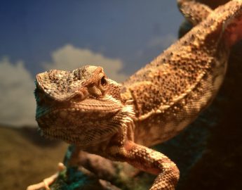 bearded dgragons
