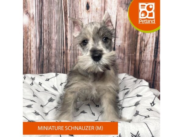 Miniature Schnauzer-Dog-Male-Blue Merle-17718-Petland Fairfield, Ohio