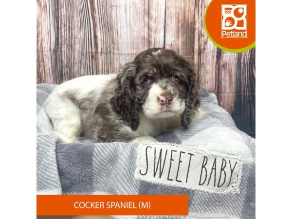 Cocker Spaniel Dog Male Chocolate Merle 17750 Petland Fairfield, Ohio