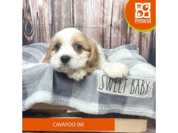 Cavapoo Dog Male Blenheim 17744 Petland Fairfield, Ohio