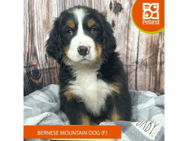 Bernese Mountain Dog Dog Female Black White / Tan 17763 Petland Fairfield, Ohio