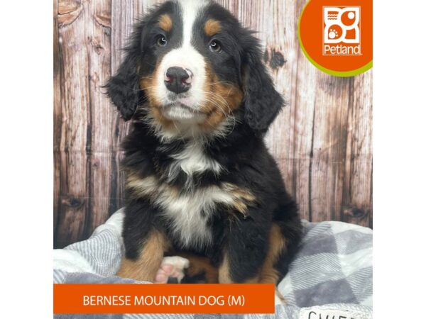 Bernese Mountain Dog-Dog-Male-Black Tan / White-17762-Petland Fairfield, Ohio