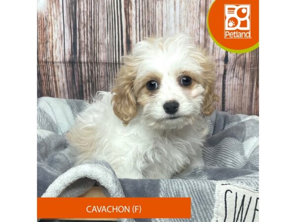 Cavachon-Dog-Female-Blenheim / White-17761-Petland Fairfield, Ohio