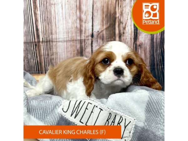 Cavalier King Charles Spaniel Dog Female Blenheim 17772 Petland Fairfield, Ohio