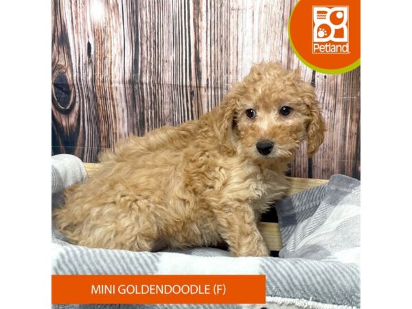 Goldendoodle Mini-Dog-Female-Red-17780-Petland Fairfield, Ohio