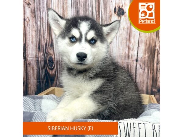 Siberian Husky-Dog-Female-Black / White-17777-Petland Fairfield, Ohio