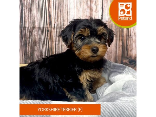 Yorkshire Terrier Dog Female Black / Tan 17775 Petland Fairfield, Ohio