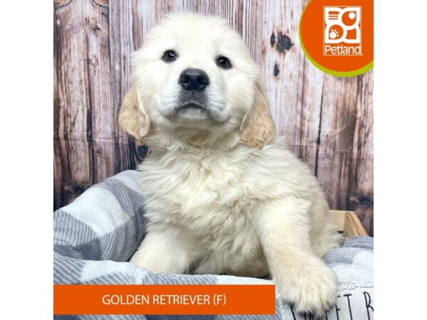 Golden Retriever Dog Female Cream 17774 Petland Fairfield, Ohio