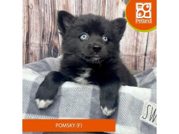 Pomsky Dog Female Black 17785 Petland Fairfield, Ohio