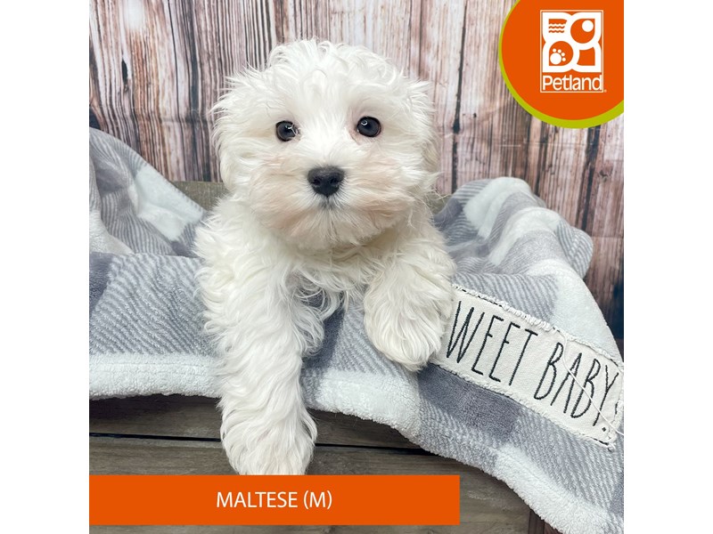 Maltese - 17799 Image #1