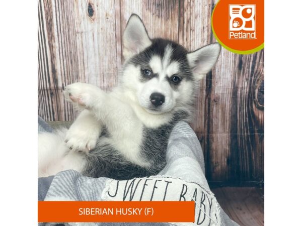 Siberian Husky Dog Female Black / White 17798 Petland Fairfield, Ohio