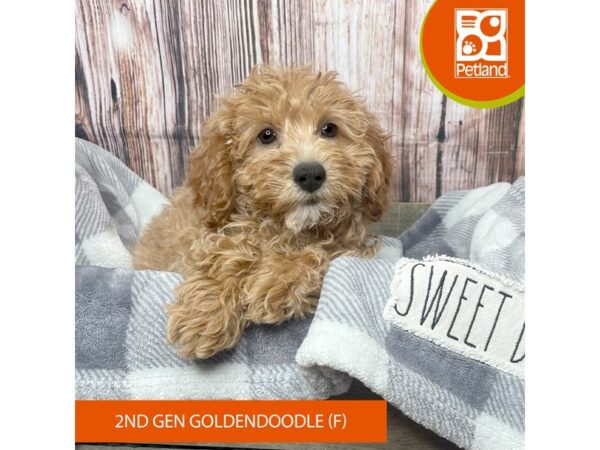 Goldendoodle 2nd Gen Dog Female Red 17796 Petland Fairfield, Ohio