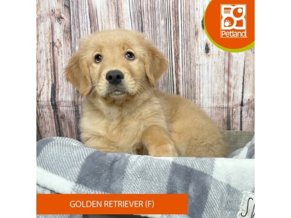 Golden Retriever Dog Female Golden 17795 Petland Fairfield, Ohio