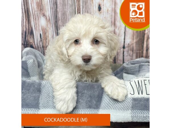 Cockadoodle-Dog-Male-Cream-17791-Petland Fairfield, Ohio