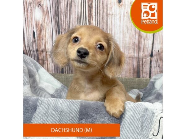 Dachshund Dog Male Red 17790 Petland Fairfield, Ohio