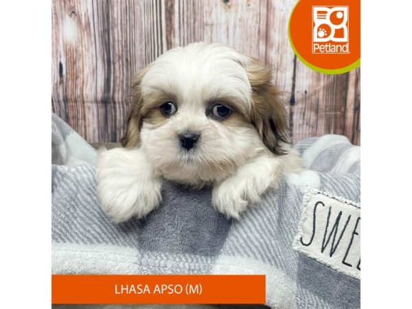 Lhasa Apso-Dog-Male-Brown / White-17788-Petland Fairfield, Ohio