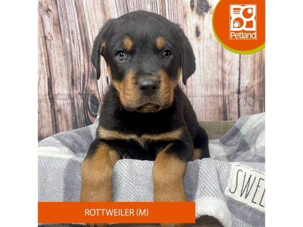 Rottweiler-Dog-Male-black and rust-17786-Petland Fairfield, Ohio