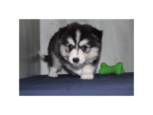 Huskimo Dog Female Black / White 17805 Petland Fairfield, Ohio