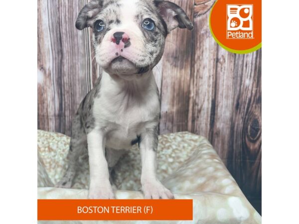 Boston Terrier – 17811