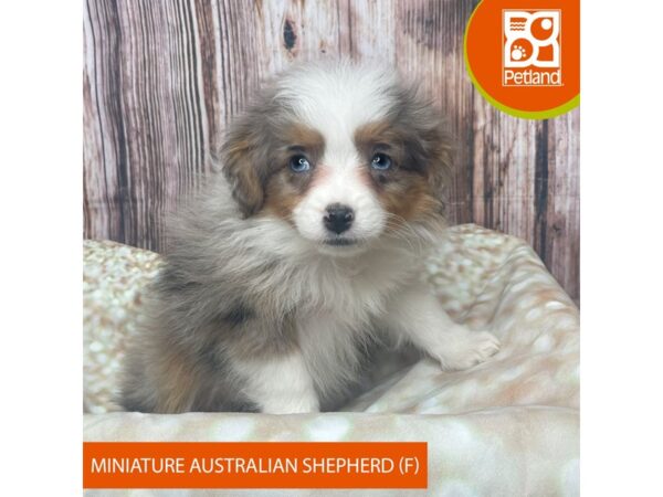 Miniature Australian Shepherd – 17810