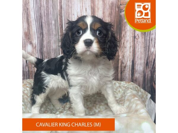 Cavalier King Charles Spaniel – 17809