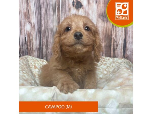Cavapoo – 17808