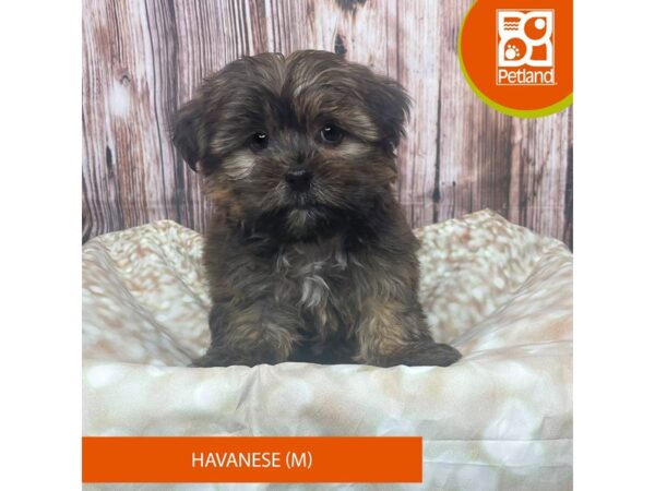 Havanese-Dog-Male-Brown-17804-Petland Fairfield, Ohio