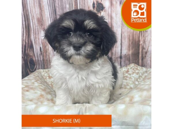 Shorkie Dog Male Brown 17803 Petland Fairfield, Ohio