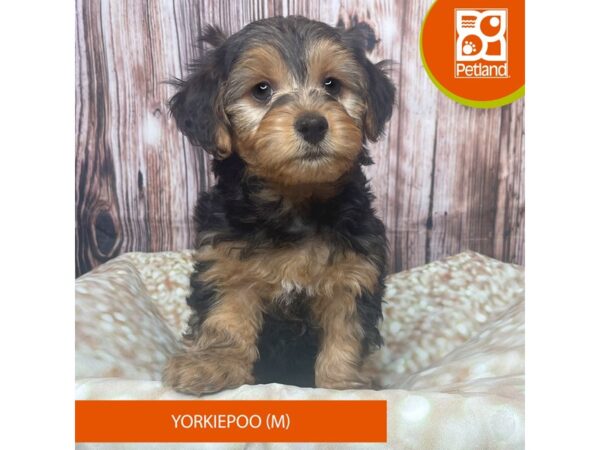 Yorkiepoo – 17802