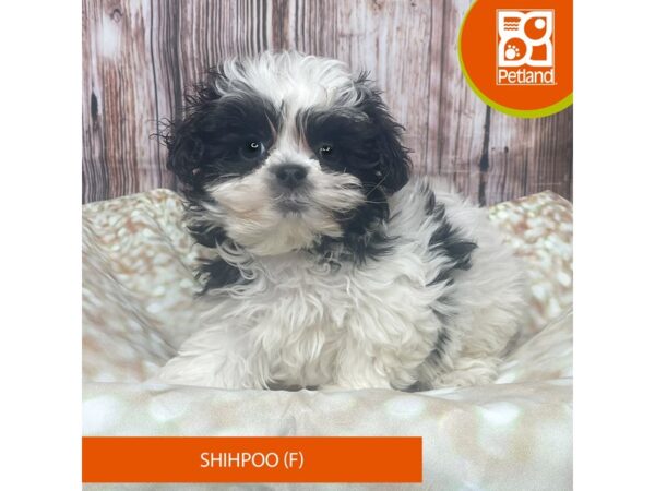 Shihpoo – 17801