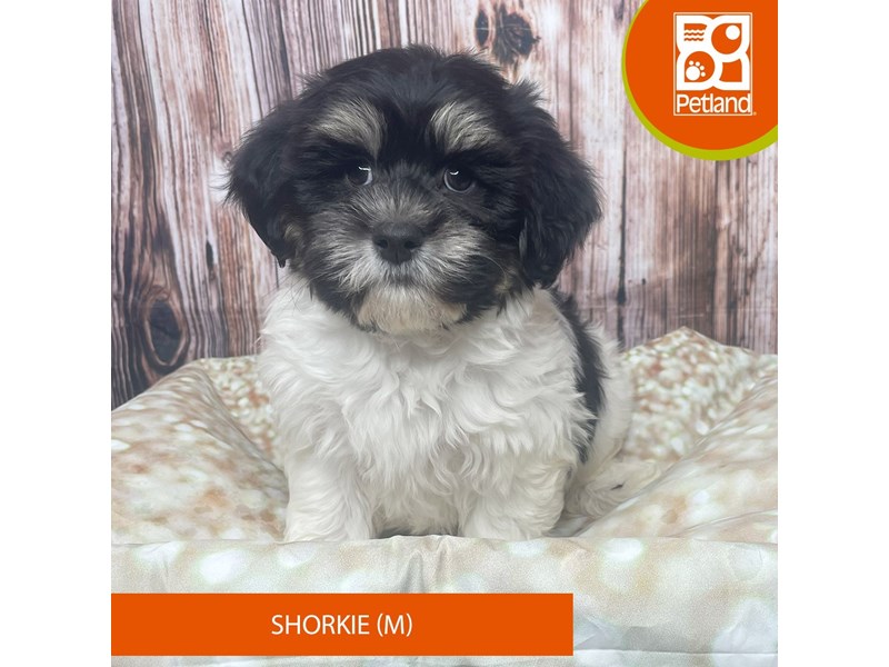 Havanese - 17804 Image #1