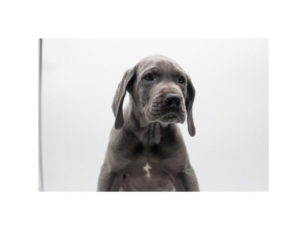 Great Dane Dog Male Blue 17820 Petland Fairfield, Ohio