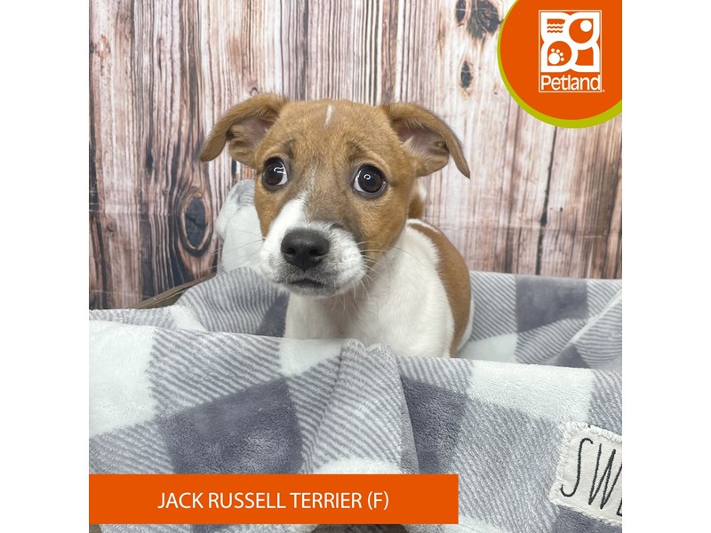Jack Russell Terrier - 17825 Image #1