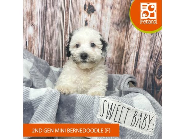 Bernedoodle Mini 2nd Gen-Dog-Female-White-17824-Petland Fairfield, Ohio