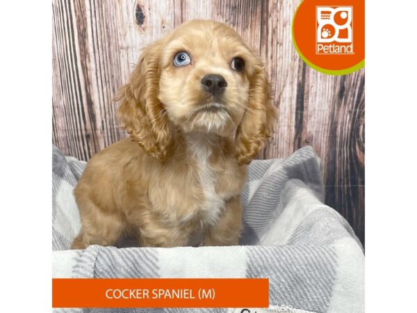 Cocker Spaniel – 17823
