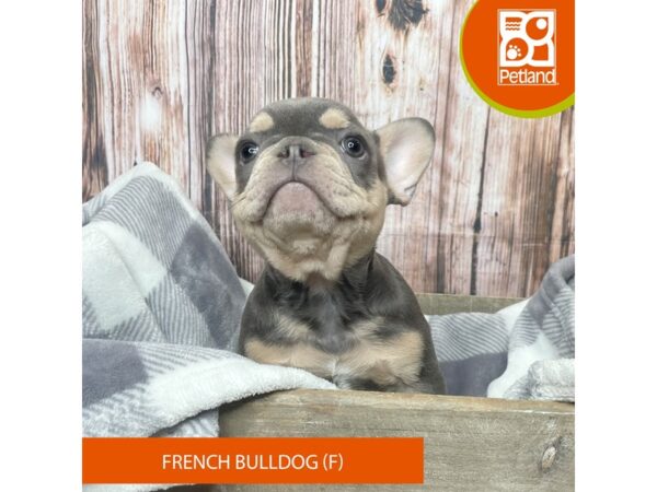 French Bulldog Dog Female Blue / Tan 17822 Petland Fairfield, Ohio