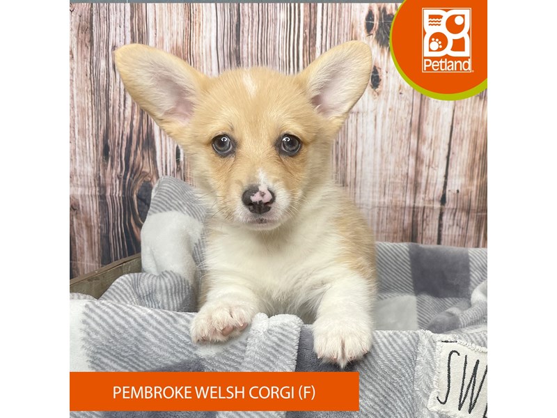 Pembroke Welsh Corgi - 17821 Image #1