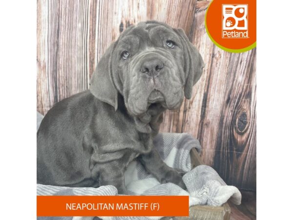 Neapolitan Mastiff – 17819