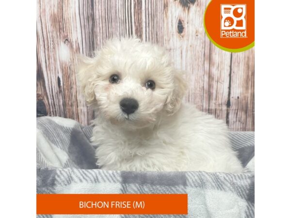 Bichon Frise – 17818