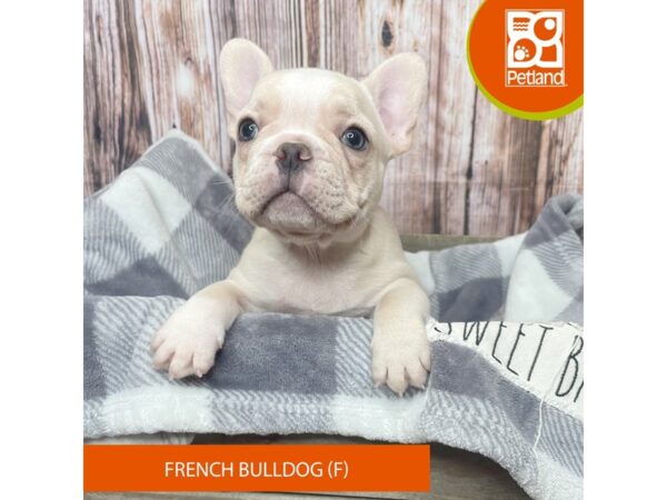 French Bulldog Dog Female Cream 17817 Petland Fairfield, Ohio