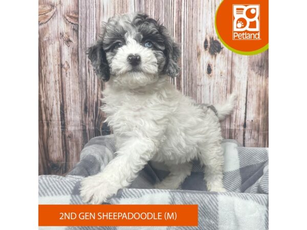 Sheepadoodle 2nd gen-Dog-Male-Blue Merle-17816-Petland Fairfield, Ohio