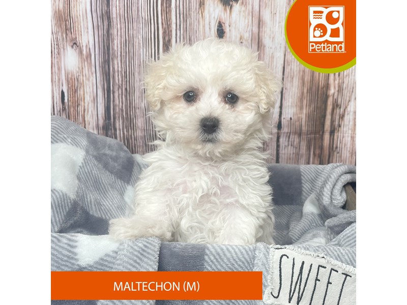 Maltechon - 17815 Image #1