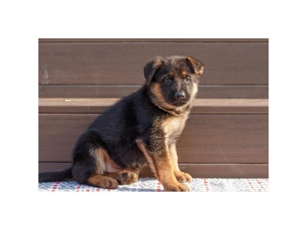 German Shepherd Dog Dog Male Black / Red 17847 Petland Fairfield, Ohio