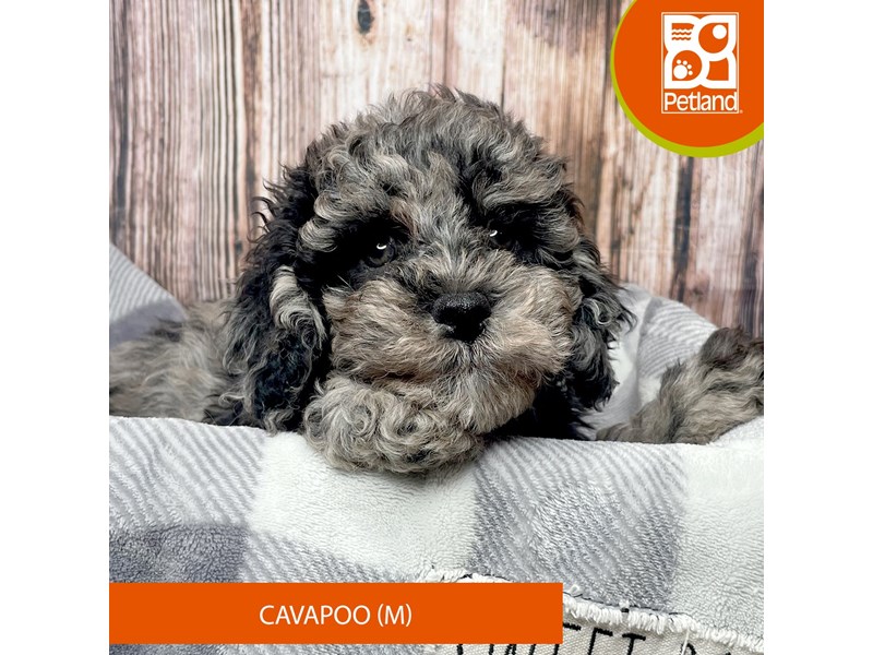 Cavapoo - 17837 Image #1