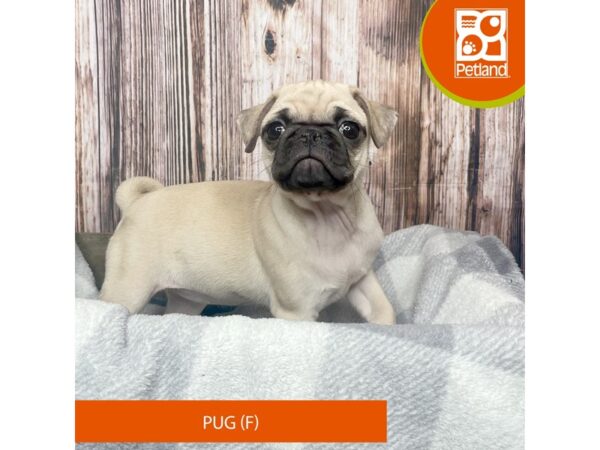 Pug – 17843